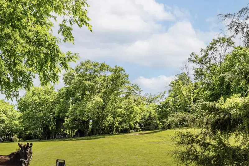 Open pasture and tree line on acreage
